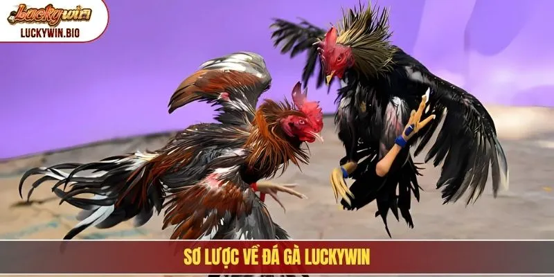 Đá Gà Luckywin - Thỏa Sức Đặt Cược, Ưu Đãi Ngập Tràn