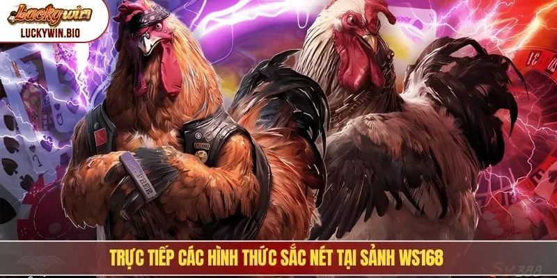 Trực tiếp các hình thức sắc nét tại sảnh WS168